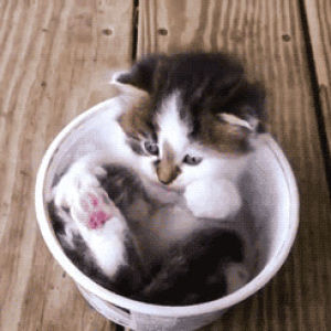 cat,animal,bucket,cute,kitten