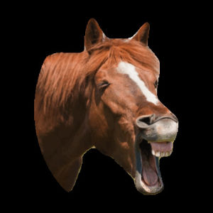 transparent,horse,horses,laughing