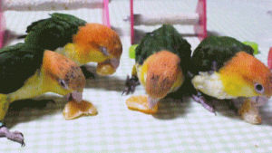 eating,friends,perfect,with,birds,oranges,aliens attack