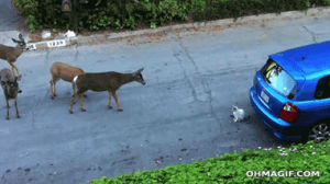 deer,cat,reaction,car,scared,road,retreating