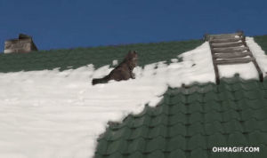 cat,fail,snow,fall,epic,house,mixed,roof,climb