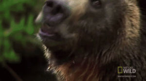 bear,rage,animals,angry,nat geo wild,nat geo,furious,deadly,national geographic