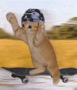 cat,surfing,cat surfing