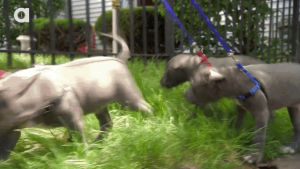 slow motion,dog,happy,puppy,running,grass,baby animals,slo mo,pit bull