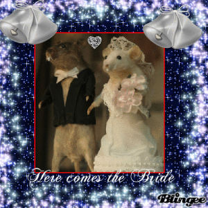 rat,bride,picture,couple,here