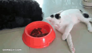 stealing,funny,cat,cute,dog,food,hilarious,bowl,mixed,stealthy