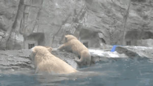 polar bear,animals,bear,polar