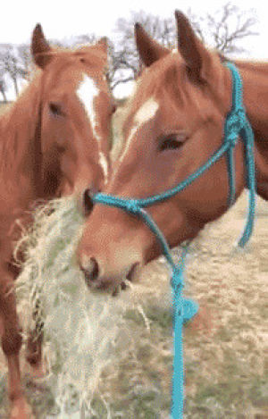 horse,girlfriend,steals