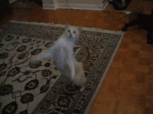 cat,cat dancing,cant touch dis