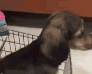 dachshund,dog,videos,tiny,cart,viral video,watercooler,assistant,cute animal