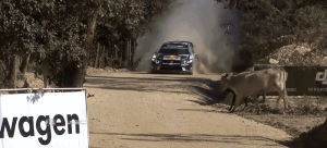 rally,vw polo,cow,wrc,animals,baby,world,out,shit,champion,nearly,save of the year,near misses,sebastien ogier,blew