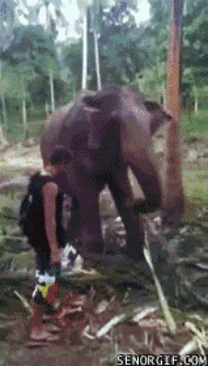 ouch,elephant,trunk,knock out,animals