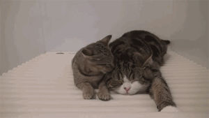 kitten,kisses,sleep,wake up,mama cat