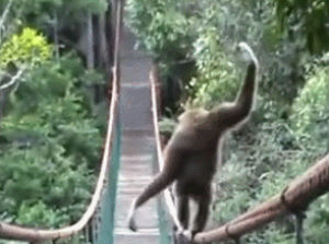 gibbon,monkey,puente,mono,animal,bridge,gibon,aerialist