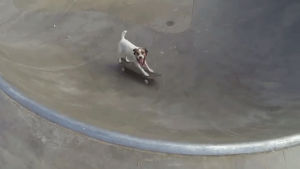 dog,win,skateboarding,loves,uggie