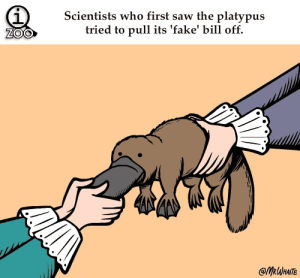 platypus,science,history,scientists,animal facts