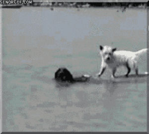 cute,dog,animals,water,helping paw