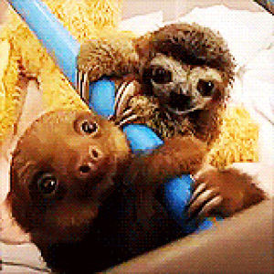 Animals sloth GIF on GIFER - by Nikolar