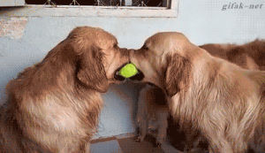 dog,tennis ball,three dogs