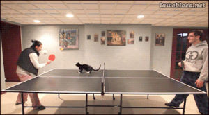 cats,ping pong,table