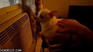 chihuahua,animals,dog,puppy,dogs,air,pawing,air conditioner,clawing,swimming in air