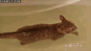 swimming,cat,funny,bath tubs