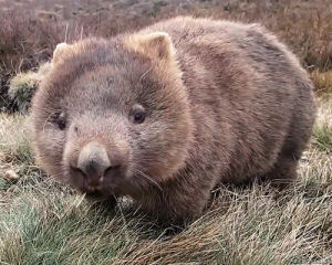 wombat,wombats,animals,nature,wildlife