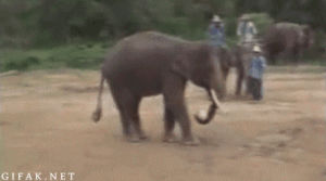 soccer,playing,elephant