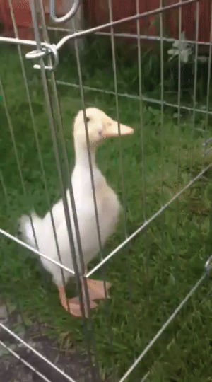 duck,video,friend,duckmy