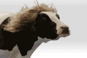 cow,screen,blow,beautiful,hair