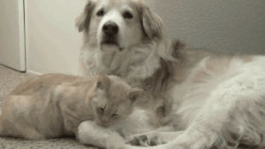 cat,dog,animal friendship,nuzzle
