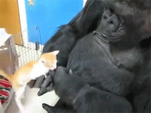 animal friendship,gorilla,cat,video,kitten