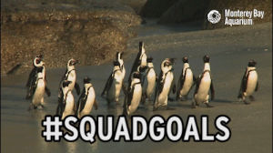 penguin,monterey bay aquarium,penguins,african penguin,wild penguins