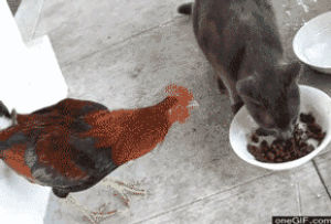 chicken,rooster,gtfo,cat,food