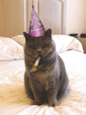birthday,happy,happy birthday cat