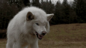 wolf,wild,grrr,wolves,teeth,dog,animal,scary,forest,fluffy,danger,canine,snarl