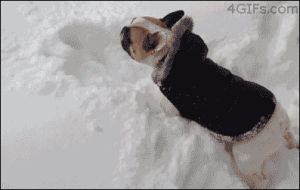 bulldog,frisbee,animals,dog,snow,lab,helps