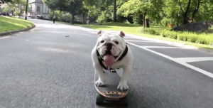 bulldog,skateboarding,animals,dog,skateboarding animal,beefy
