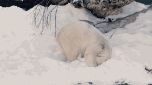 polar bear,animals,snow,lazy,comfortable,comfy,sliding down