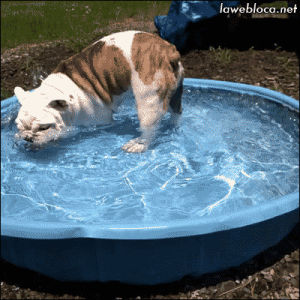 dog,animals,pool