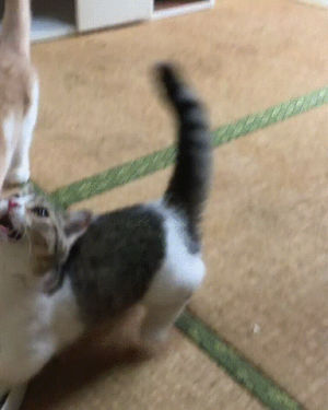 cat,play,breaking