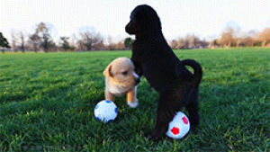 dog,football,soccer,set,puppy,puppies,world cup,littleanimals