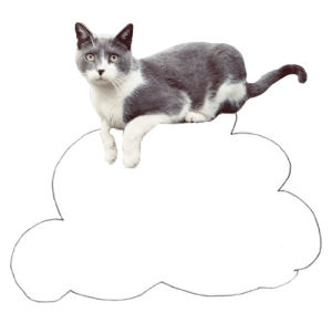 cloud,floating,sarah rivka,transparent,cat,kitty,flying,alone,lonely,suspicious,pow pau