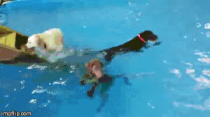 water,dogs,pool,swimming,idea