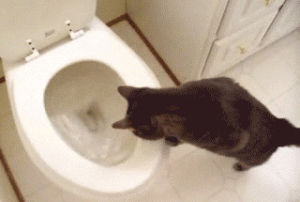 bathroom,cat,toilet