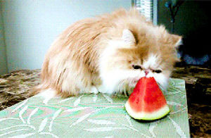 cat,dog,watermelon