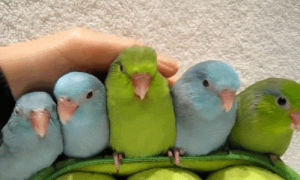 five,animals,blue,bird,yellow,5,chilling,petting,hang out,hanging out