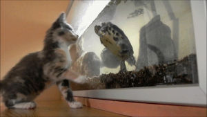 curious,cat,animals,kitten,turtle,aquarium,encounter