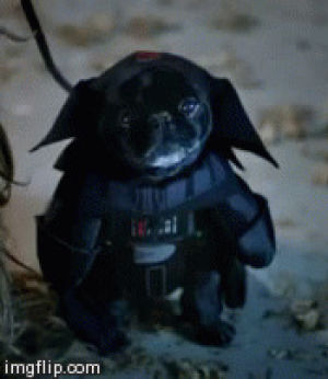 star wars,darth vader dog,halloween animals,darth vader,dog,halloween costume,animal halloween,my mom thinks this is funny,verizon commercial
