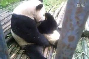 panda,panda family,hug,cute,animals,panda cub